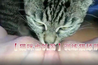 猫咪也饥渴训练猫舔阴