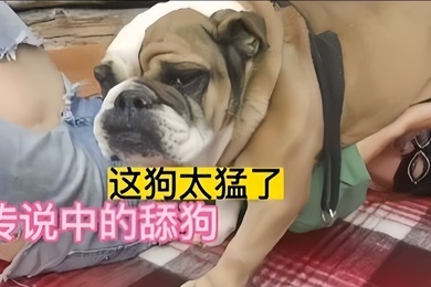 狗乱伦传说中的舔狗好菜都让狗拱